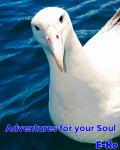 Albatros looking