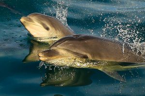 Bottlenose Dolphin and calf