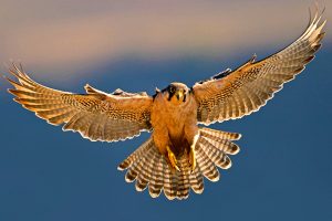 Falcon landing