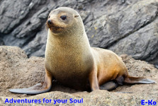 NZ Fur Seal on rock in Picton