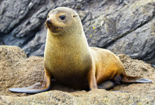 Fur Seal in Picton