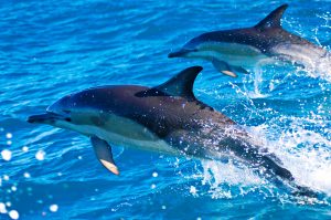 common dolphins 