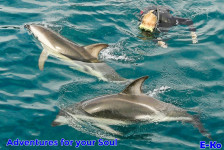 Dusky Dolphins Swimming