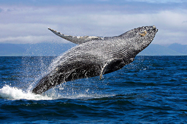 whale-watching-tour