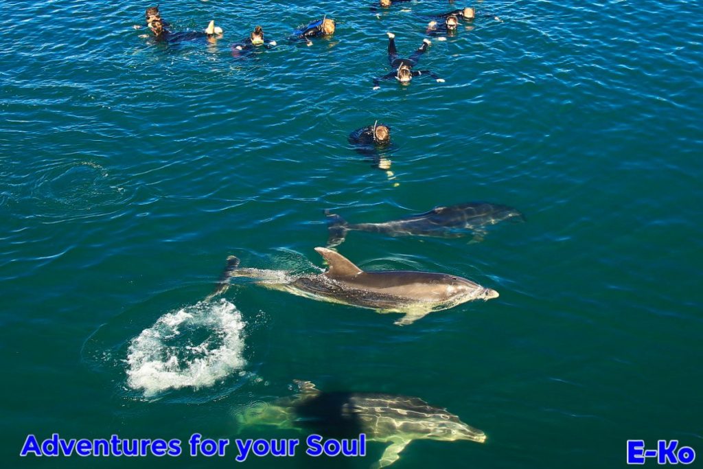 Bottlenose up close with swimmers
