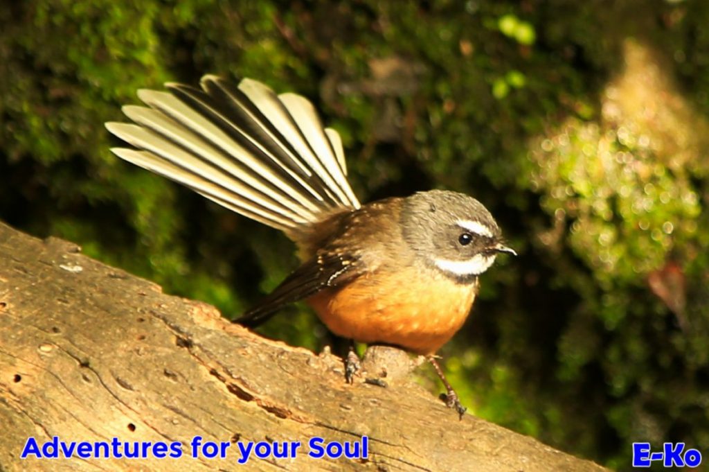 Fantail on Branch