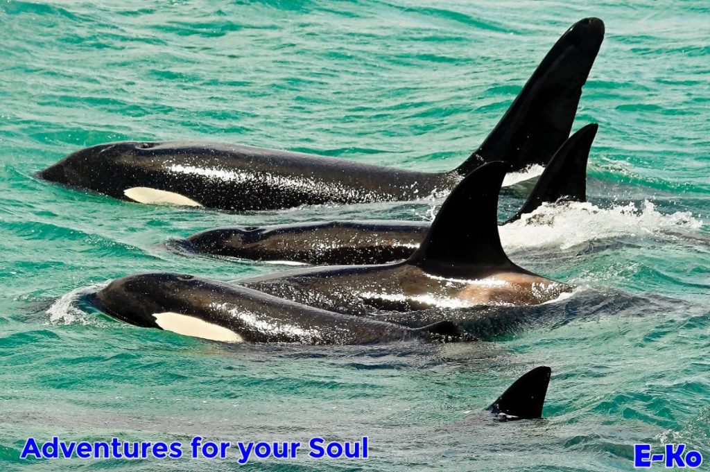 Orca Whales