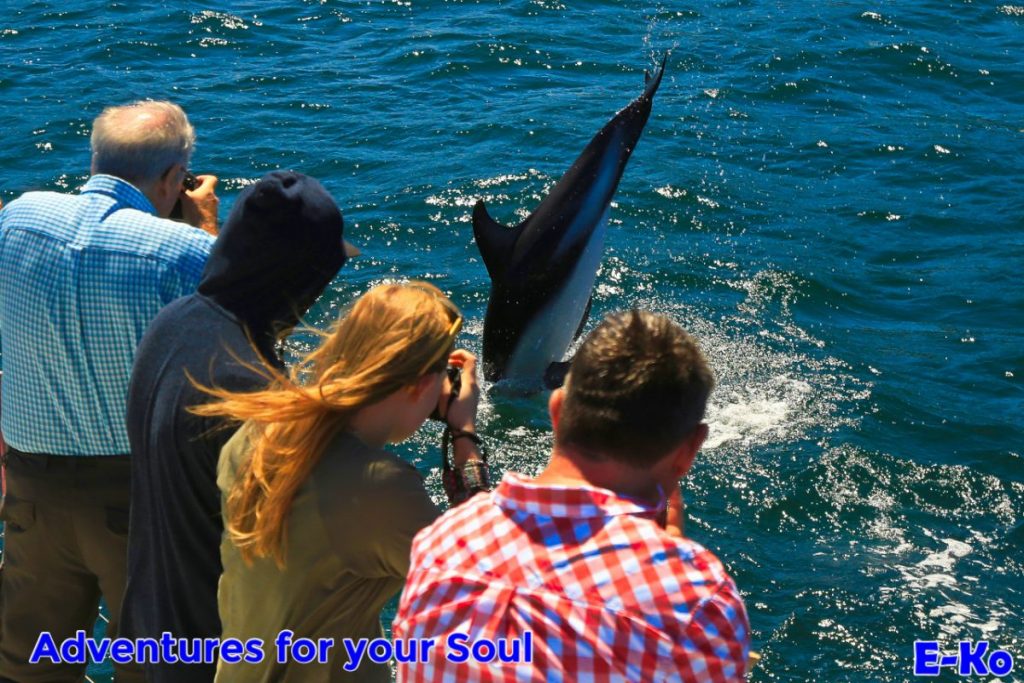 Photographers and Dusky Dolphin