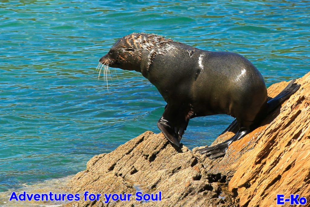 Seal Entering water