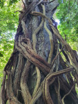 Ancient Totara Tree