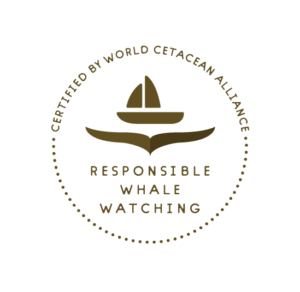 Whale Watching Logo