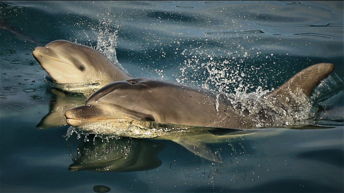 Critically Endangered Bottelnose Dolphin in Queen Charlotte Sound in 2023