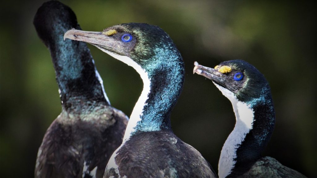 Critically Endangered King Shag only 730 in 2023