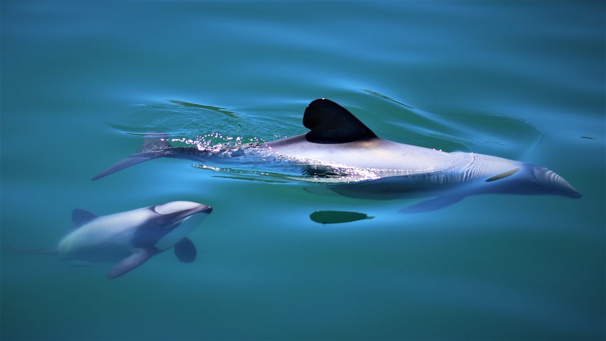 Critically Endangered Queen Charlotte Sound hectors Dolphins in 2023