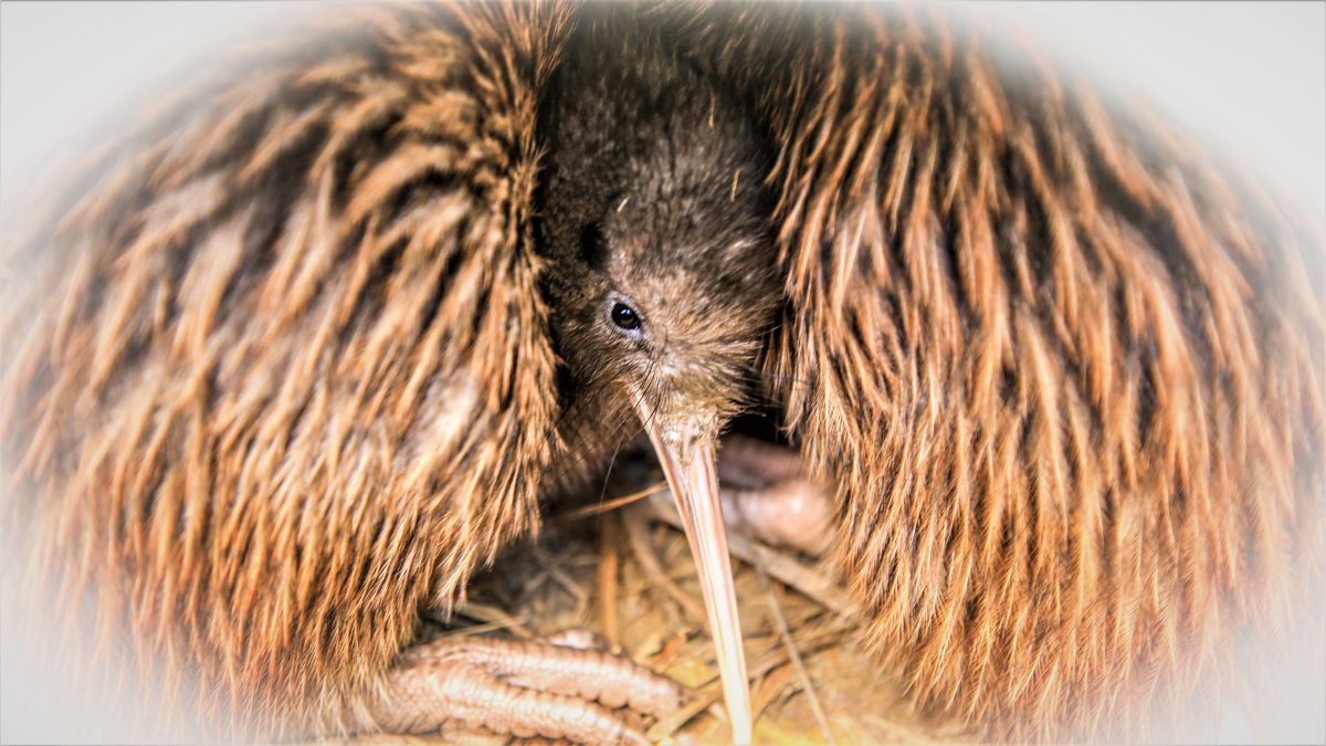 Critically Endangered Rowi Kiwi in Queen Charlotte Sound in 2023