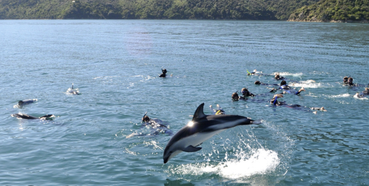 swimming with dolphing in the marlborough sounds